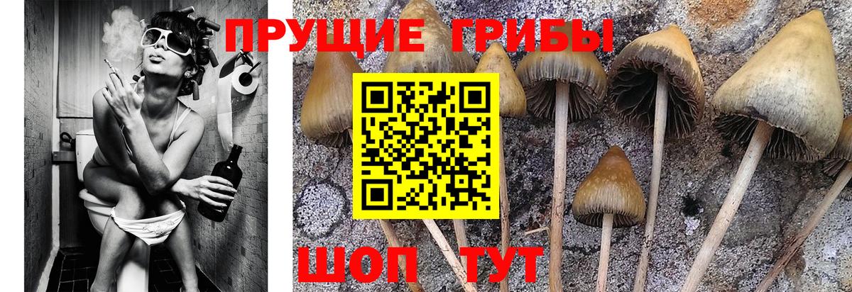 Псилоцибиновые грибы прущие грибы Урус-Мартан